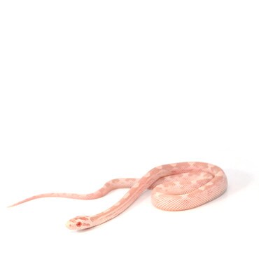 Snow Motley Corn Snake